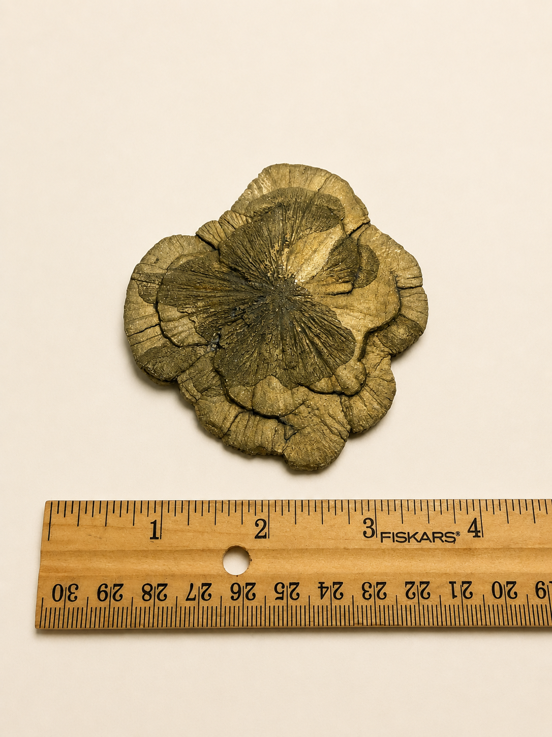 A dried flower-shaped decorative object with a textured, metallic olive-green appearance, shown above a wooden Fiskars ruler on a plain off-white background.