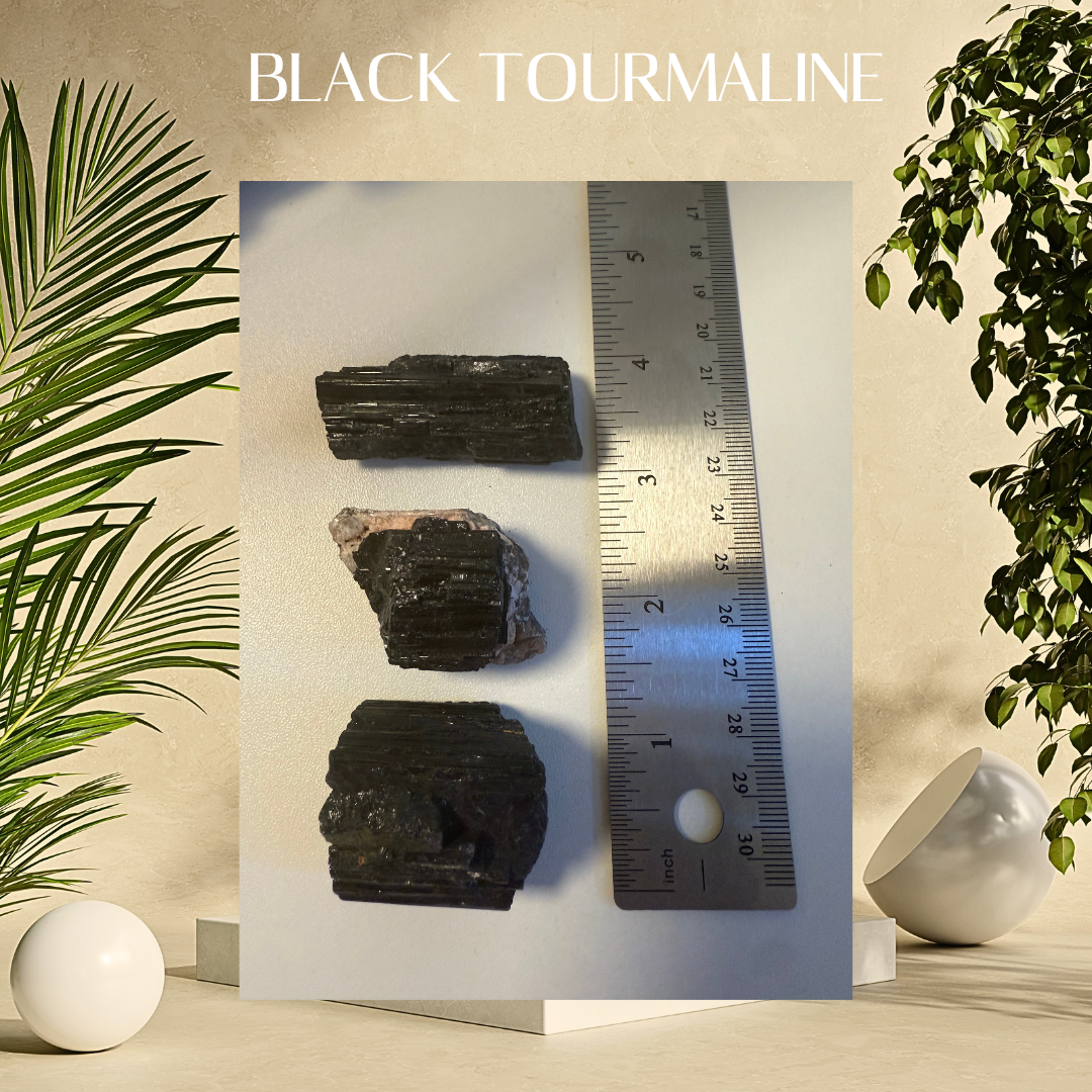Three pieces of black tourmaline on a white surface with a ruler for scale, surrounded by plants.