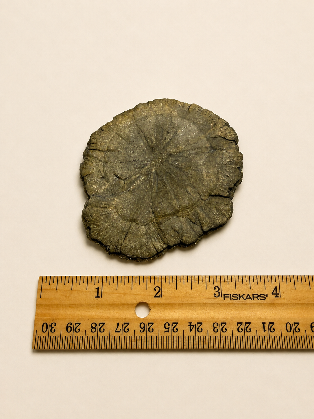 A round, textured gray stone or fossil-like disc shown above a wooden ruler on a plain off-white background. The ruler includes the visible brand name FISKARS.