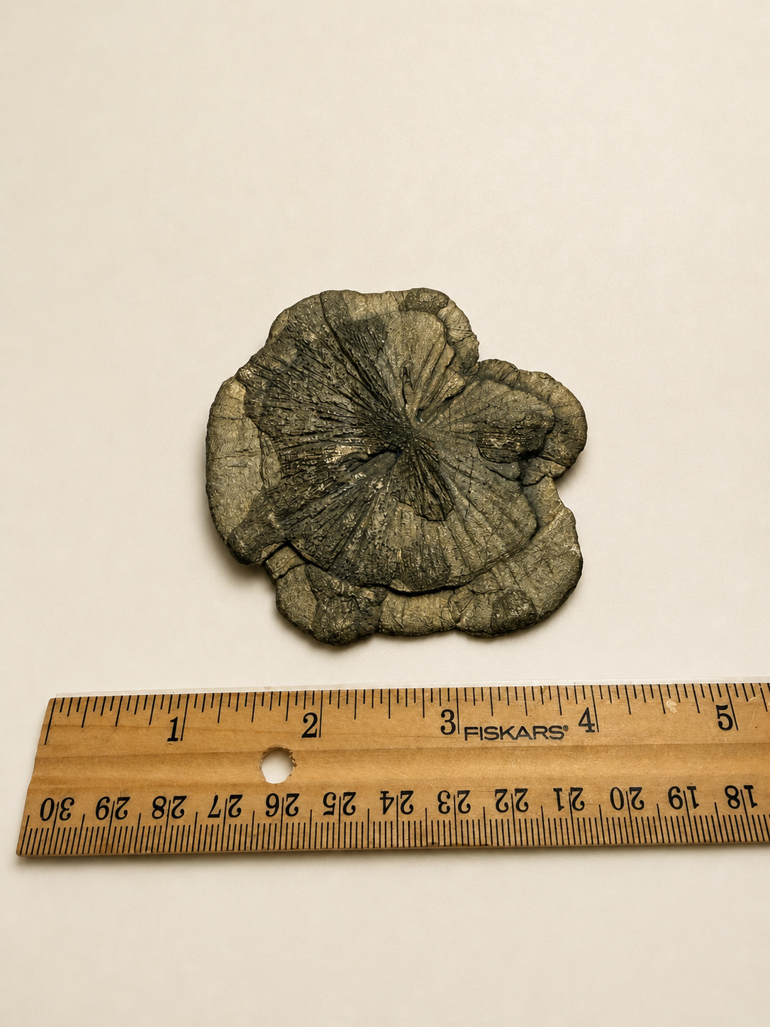 A small dried flower-like specimen with layered petals in muted green and brown tones, placed above a wooden ruler on a plain off-white background.