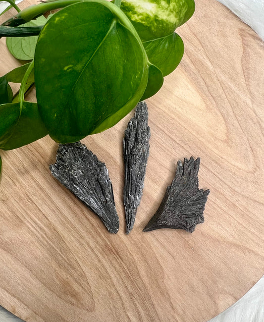 Black Kyanite "Witches Broom"